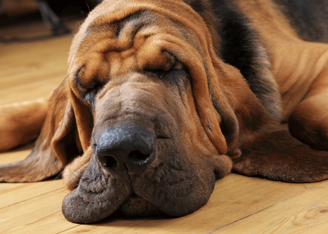 Large dogs dream longer