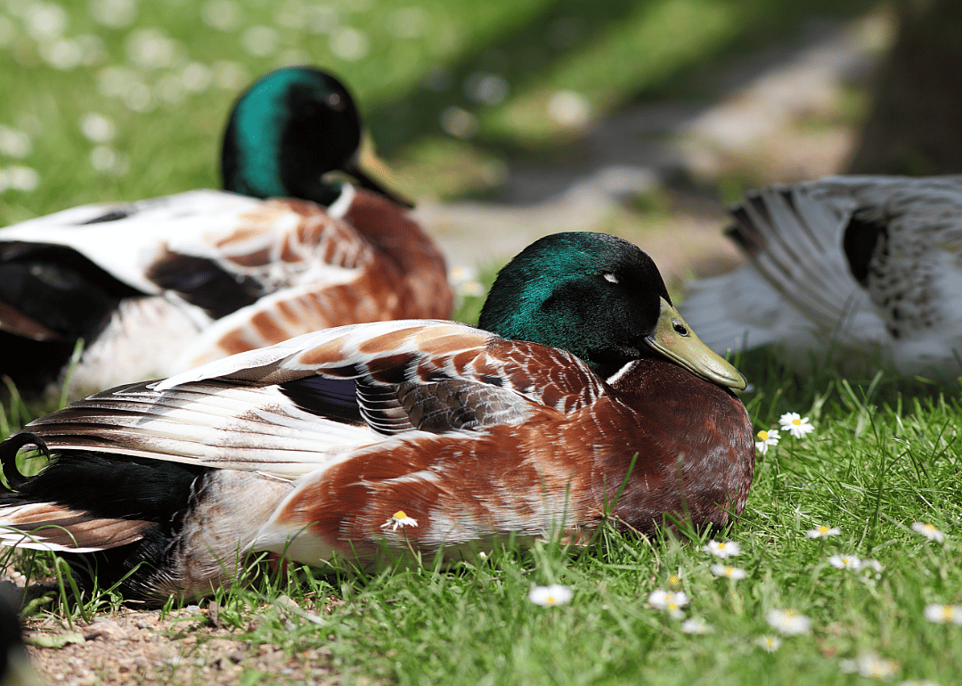Ducks sleep with one eye open