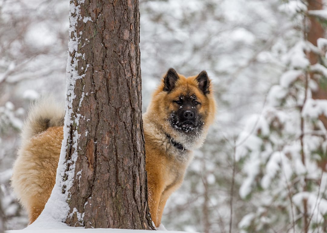 Eurasier