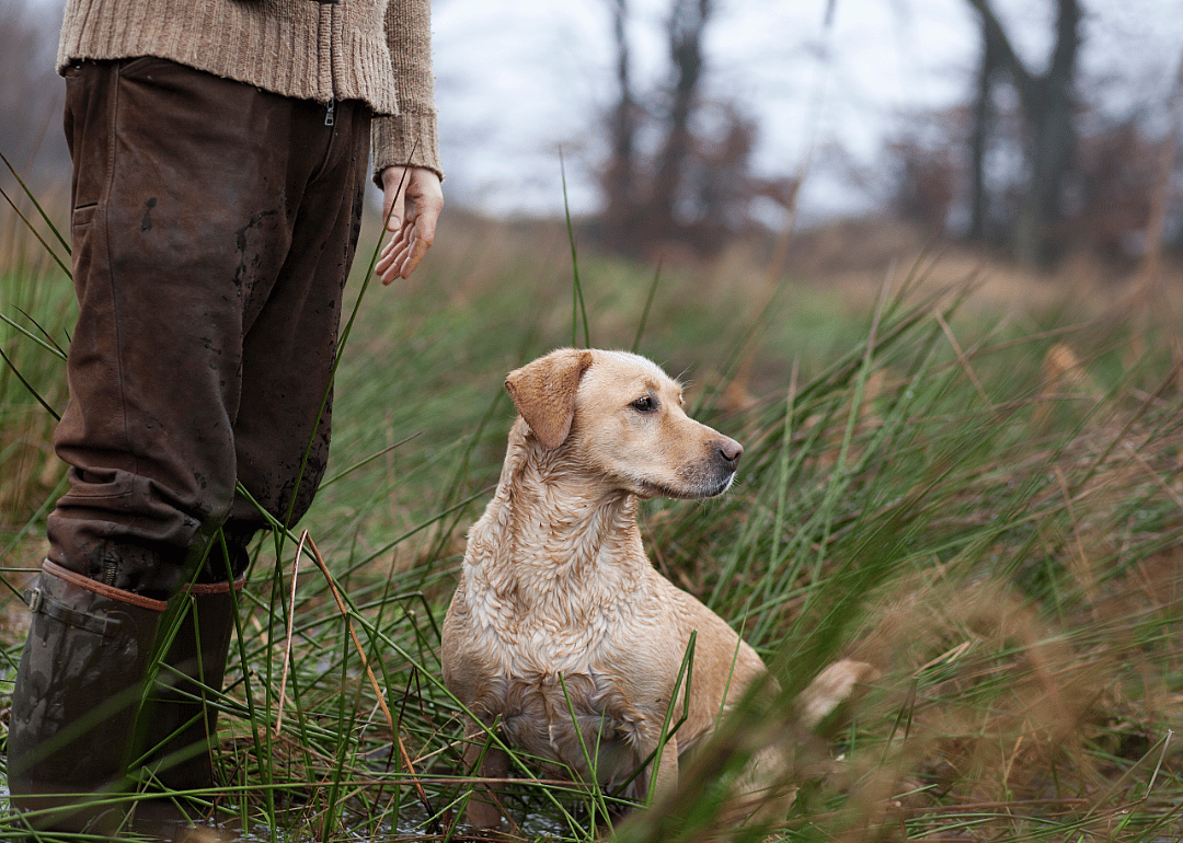 Evolving human society led to new breeds of dogs