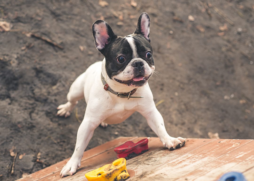 French bulldog