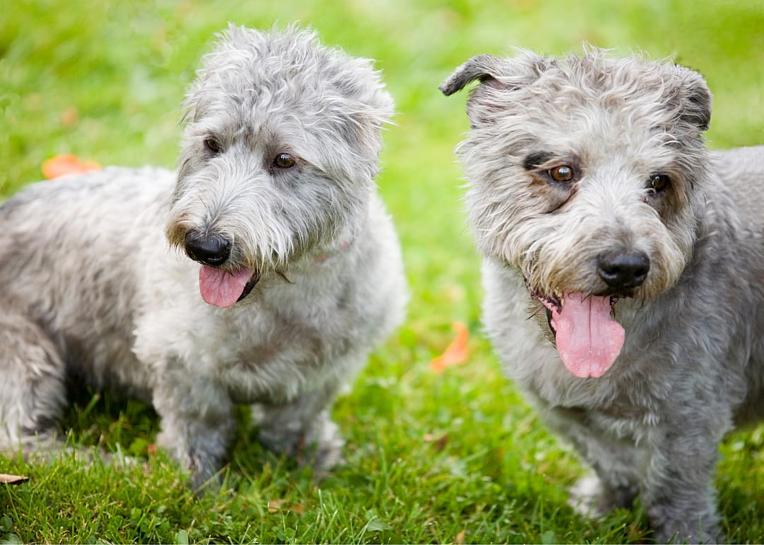 Glen of Imaal terrier