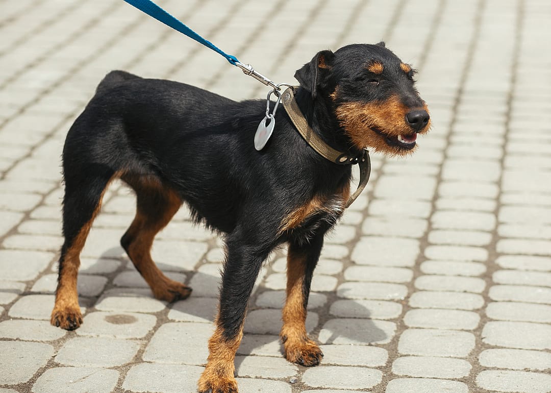 Jagdterrier