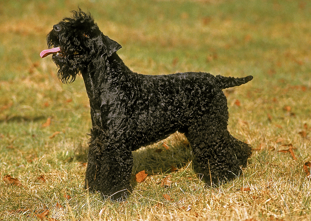 #17. Kerry blue terrier