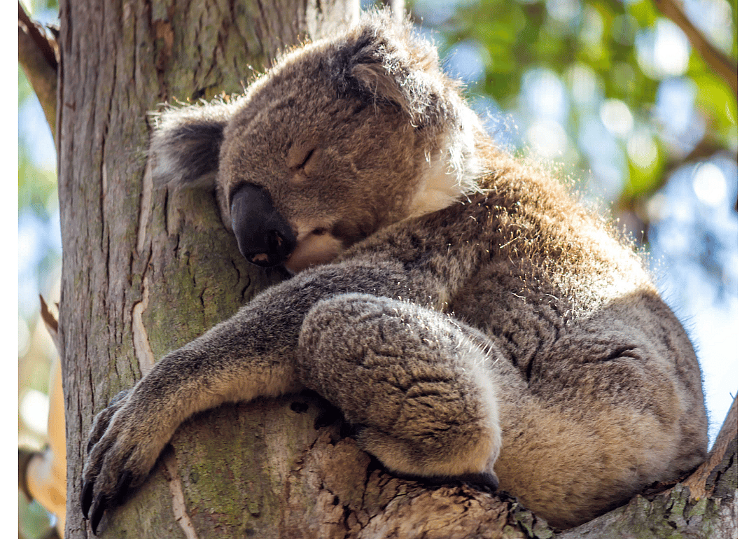 Koalas can sleep for up to 18 hours a day