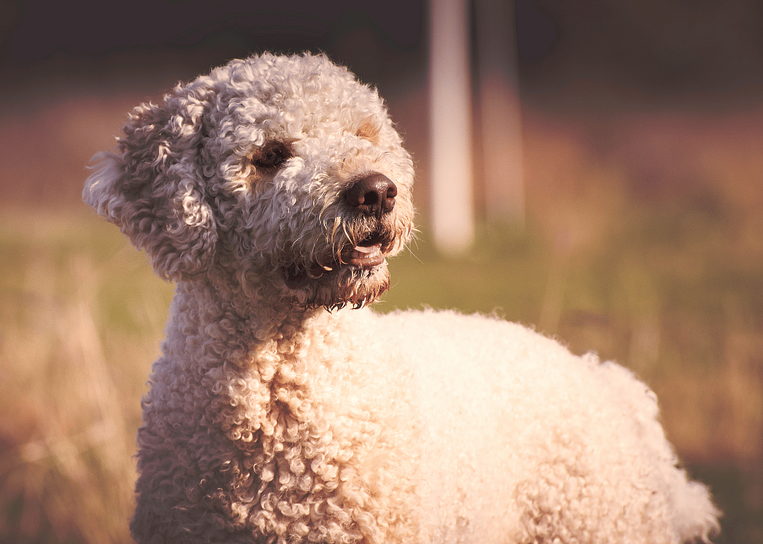 #10. Lagotto Romagnolo