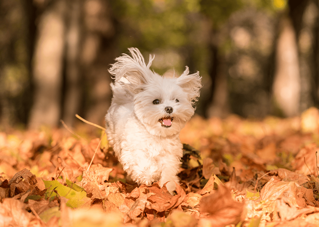 #4. Maltese