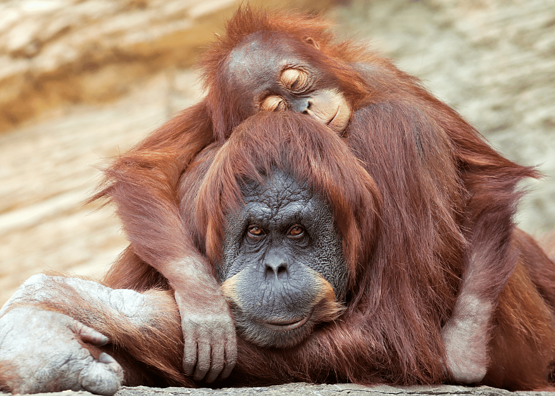 Orangutans make their own mattresses to sleep on