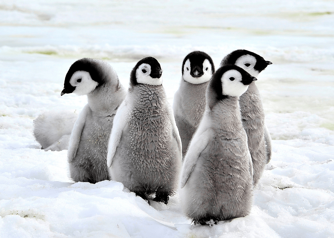 Young penguins fend for themselves
