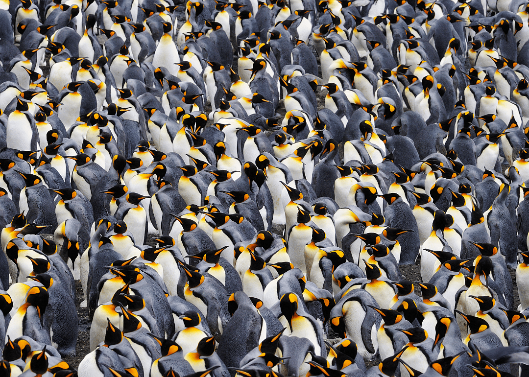 Penguins have powerful poop