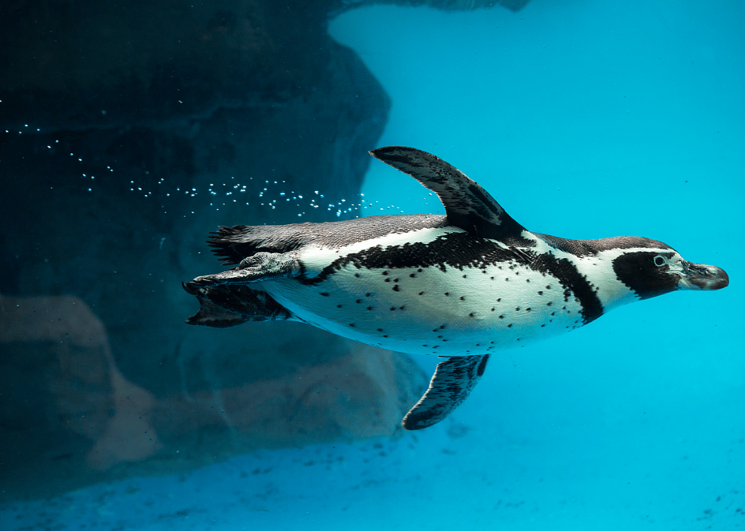 Sink or swim? Penguins can do both