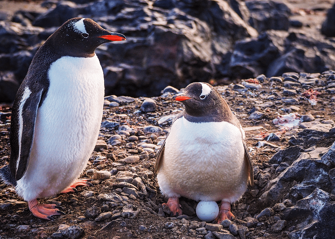 Penguins come from eggs