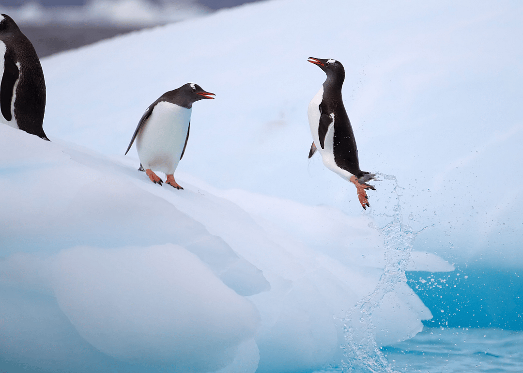 Penguins can catch major air