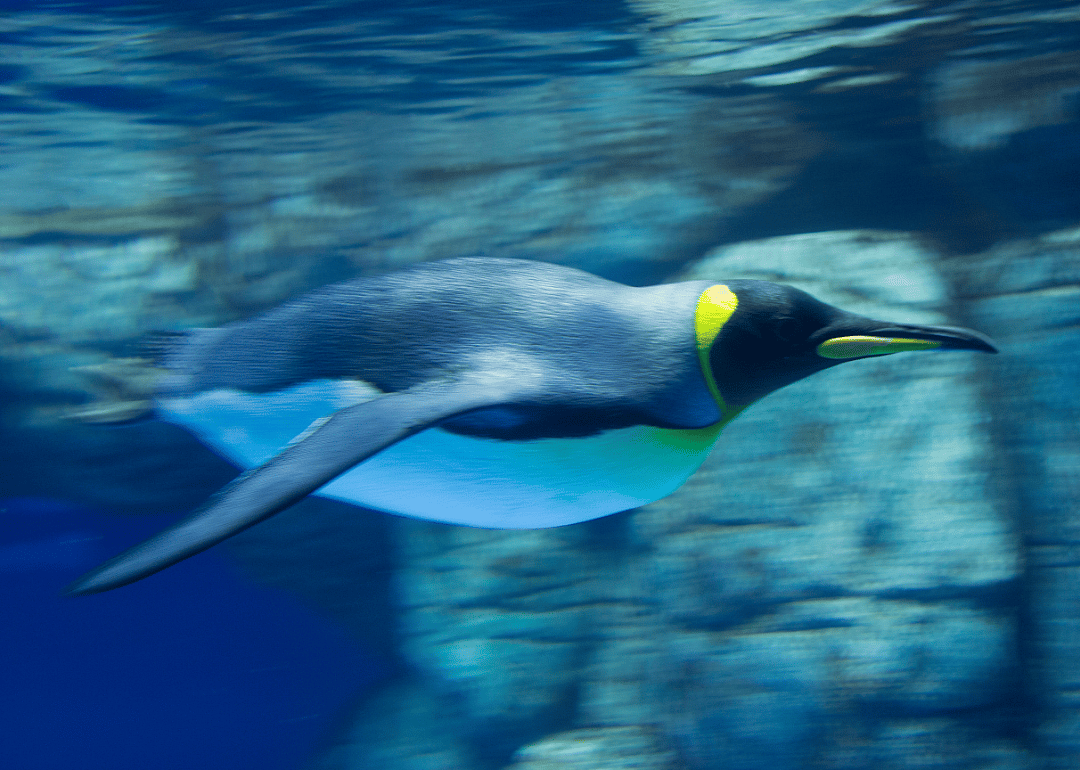 Penguins are expert swimmers