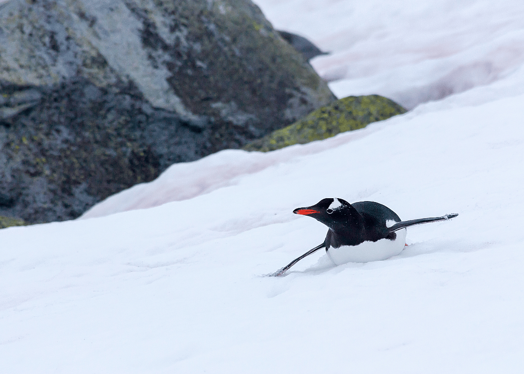 Penguins ‘toboggan’ over long distances