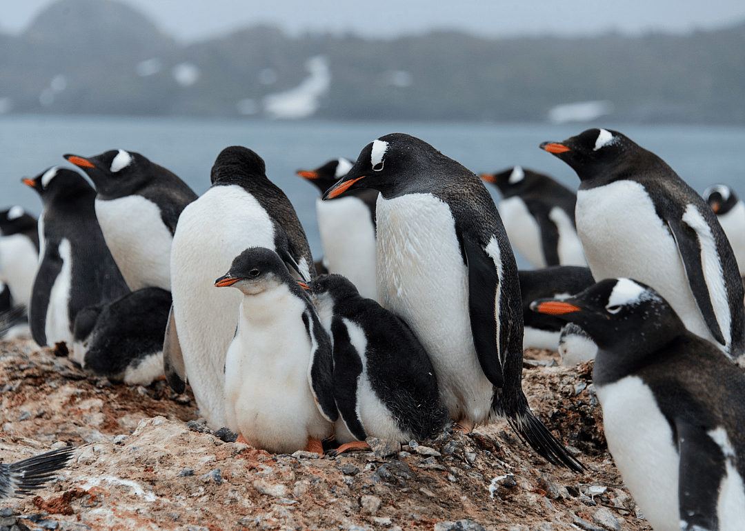 There are 18 species of penguins