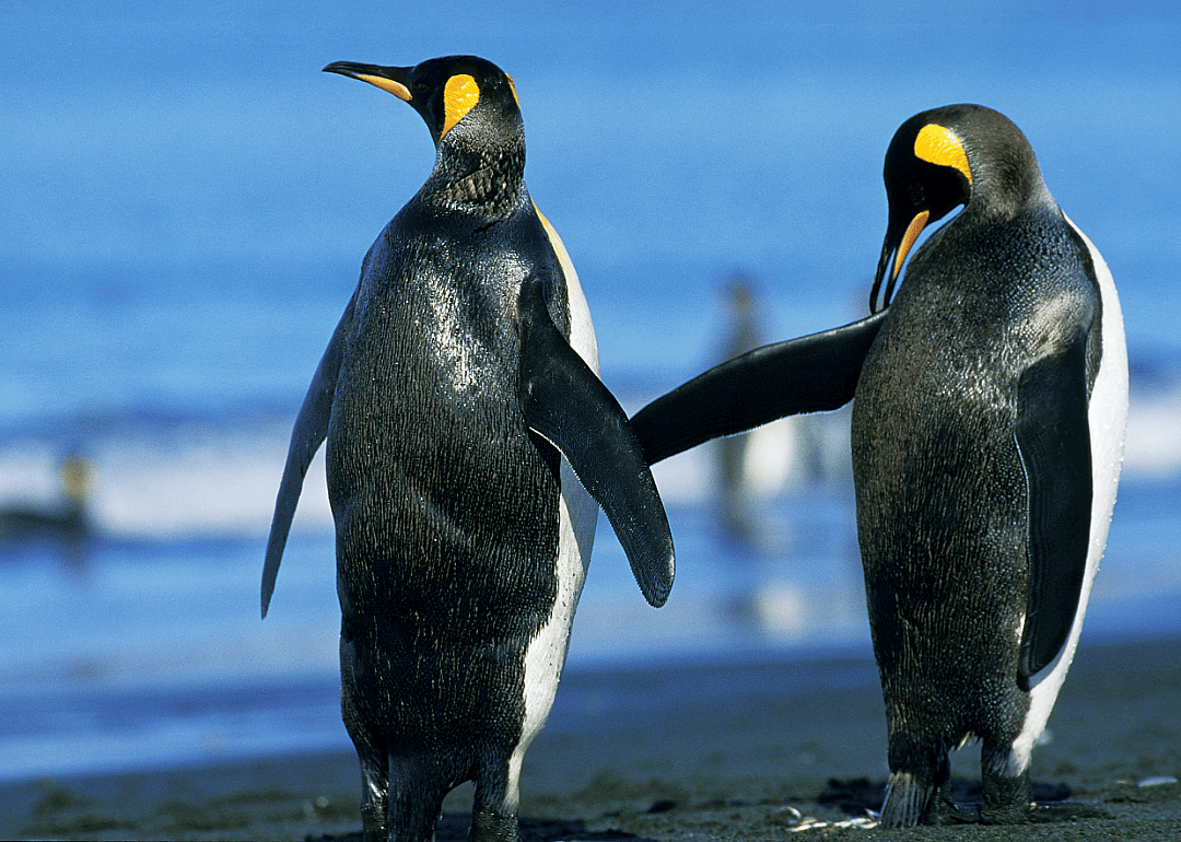 Penguins make great partners