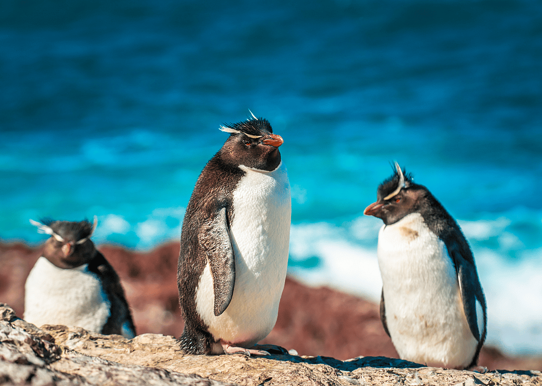 Penguins have built-in desalination filters