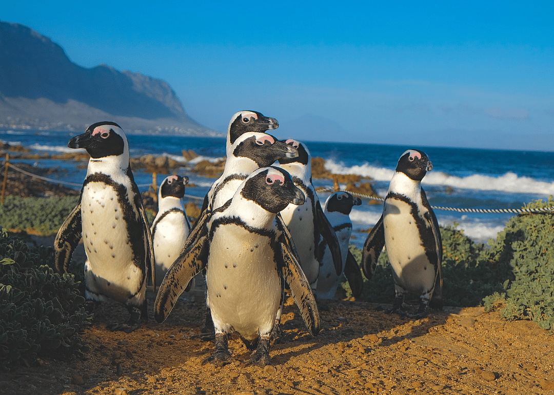 Some penguins are endangered