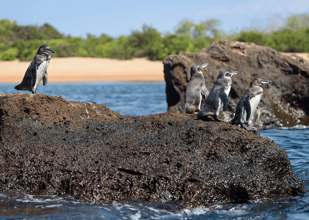 Not all penguins love the cold