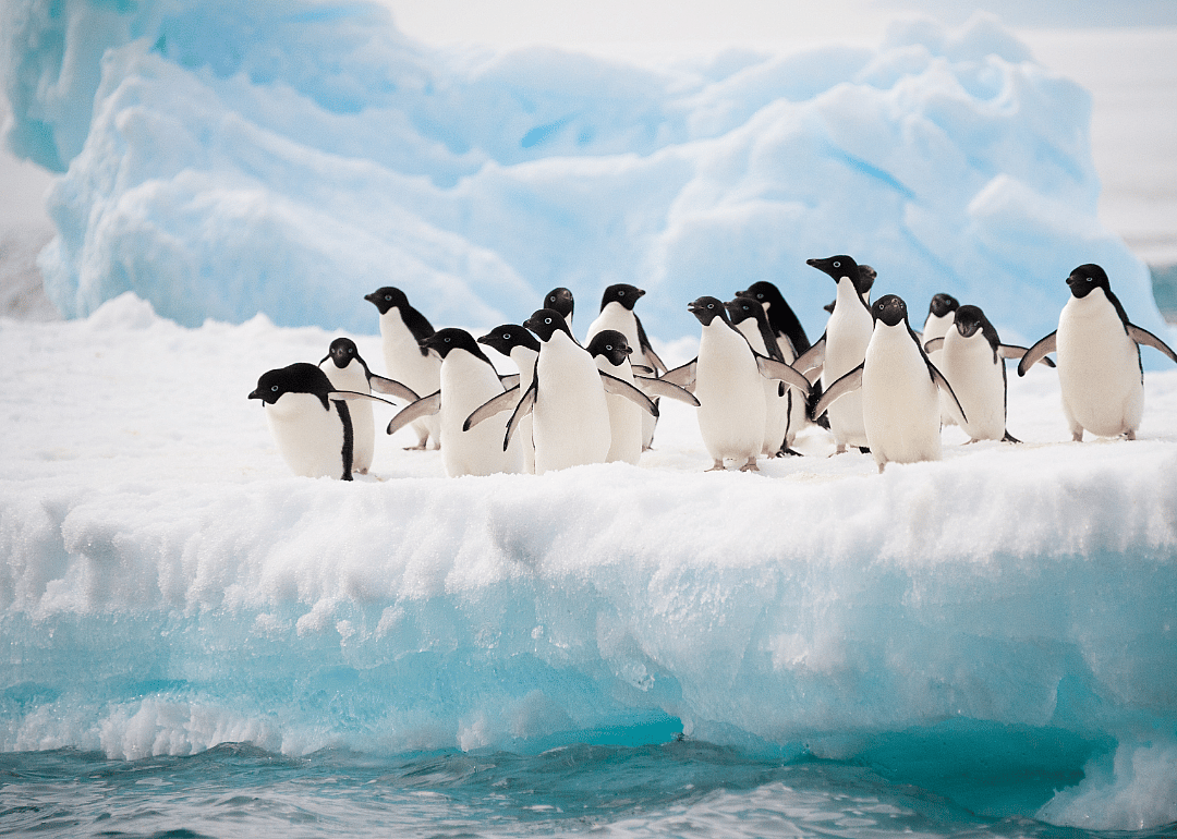 Penguins have been around for 60 million years