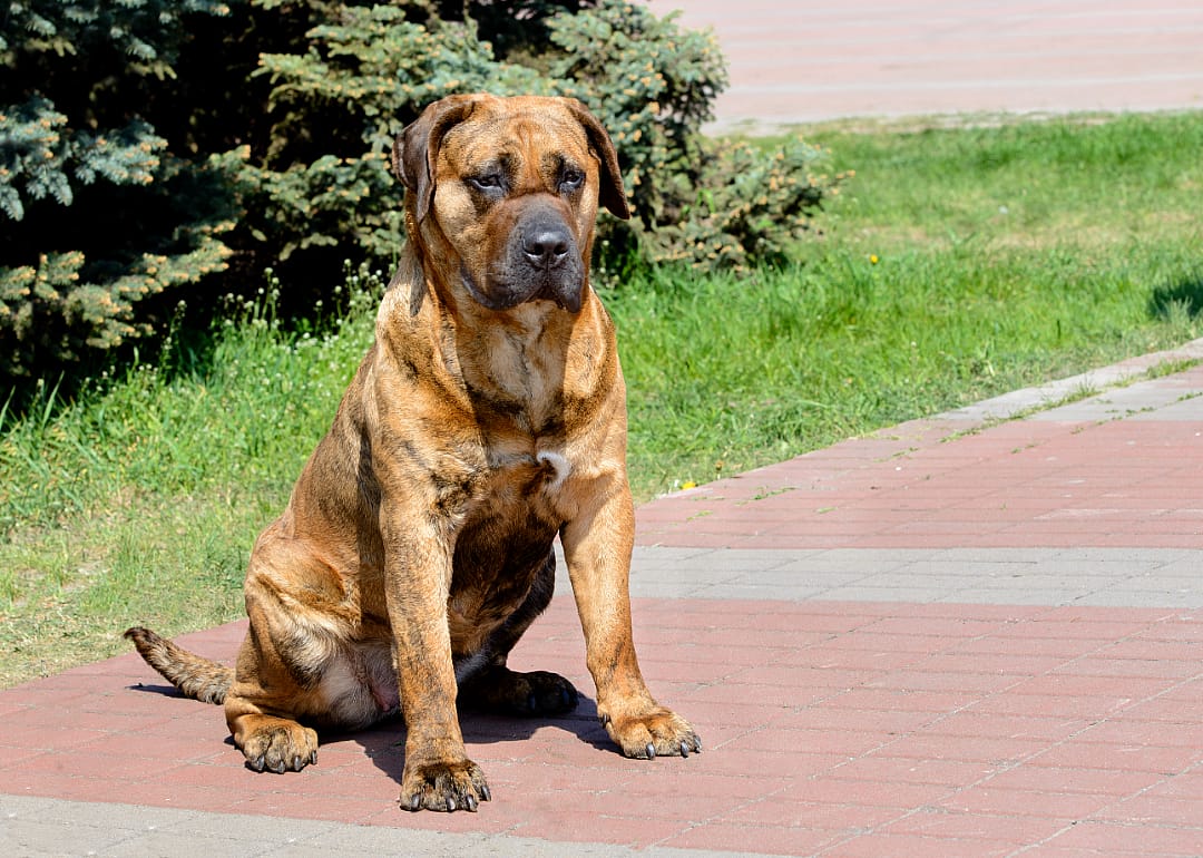 Perro de Presa Canario
