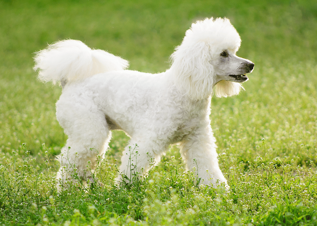 #1. Poodle