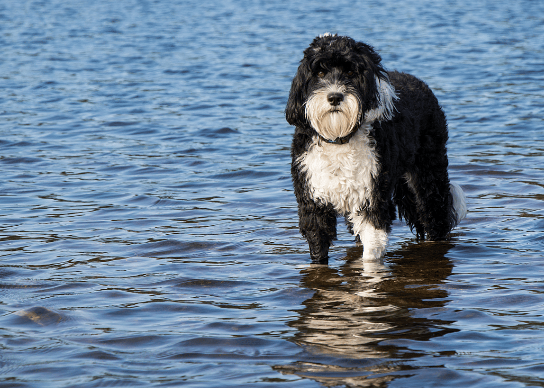 #5. Portuguese water dog