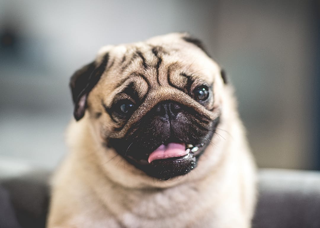 Pug