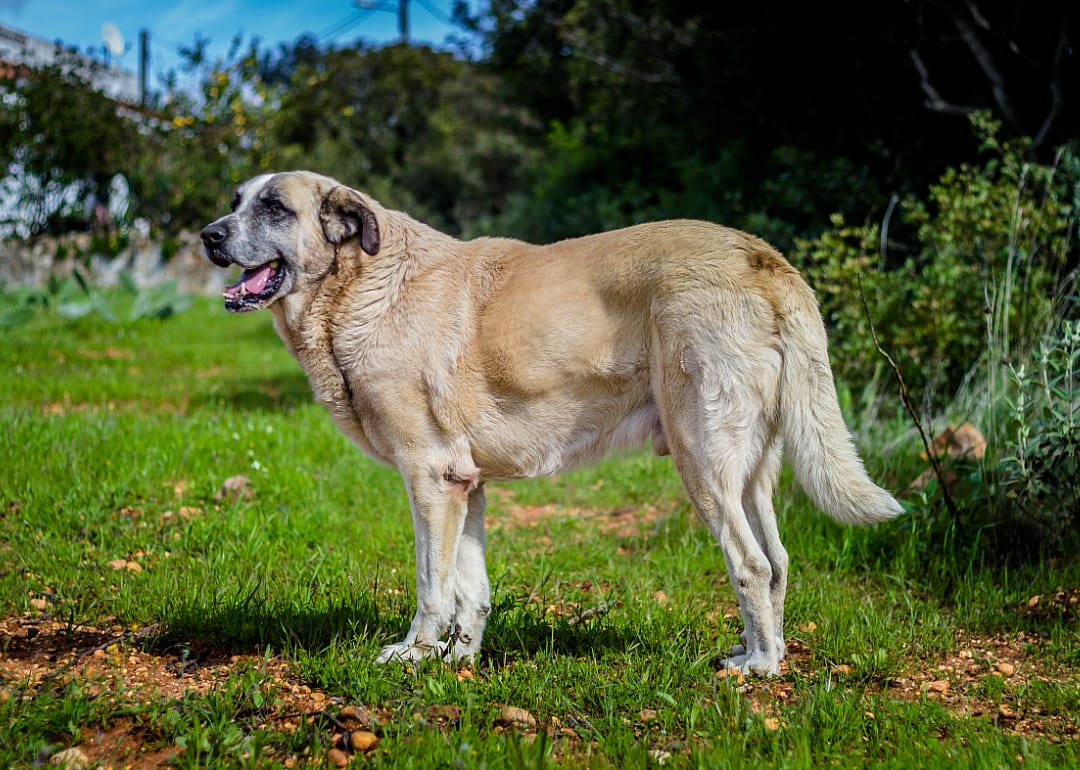 Rafeiro do Alentejo