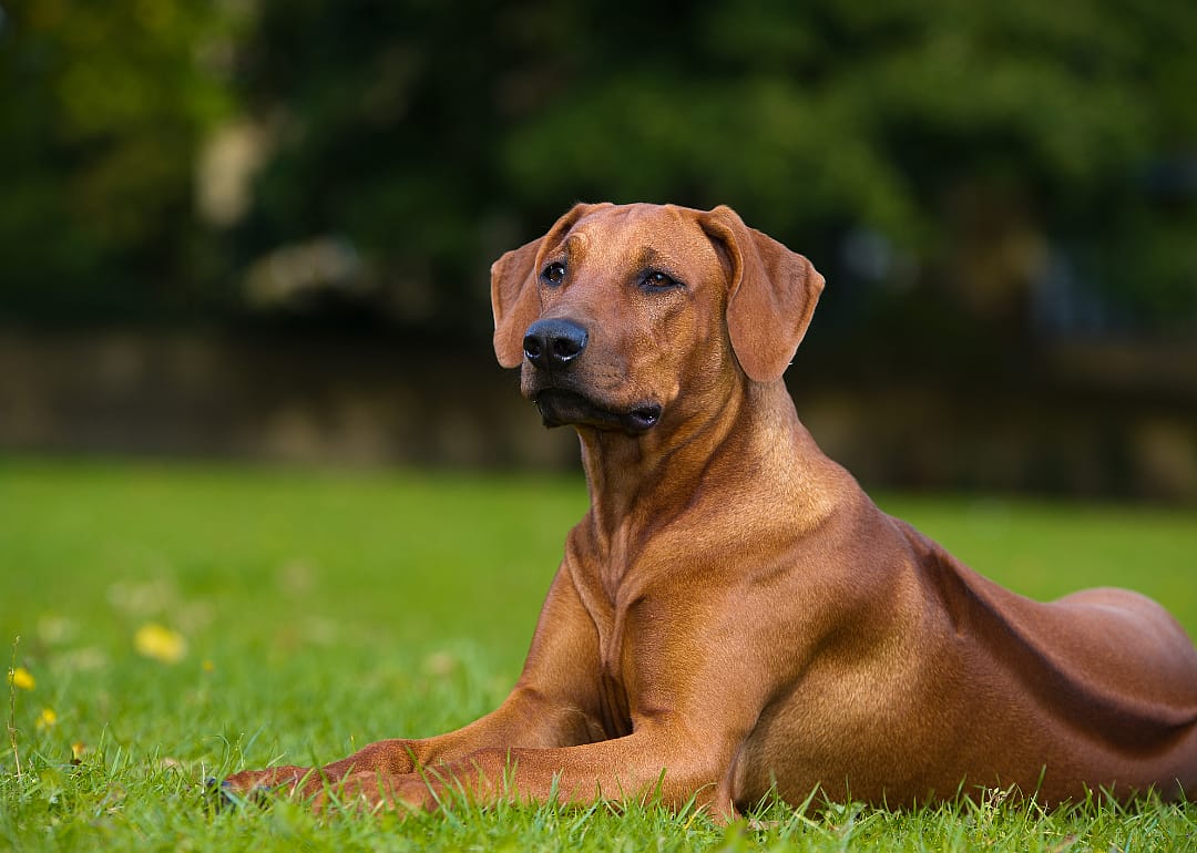 Rhodesian Ridgeback