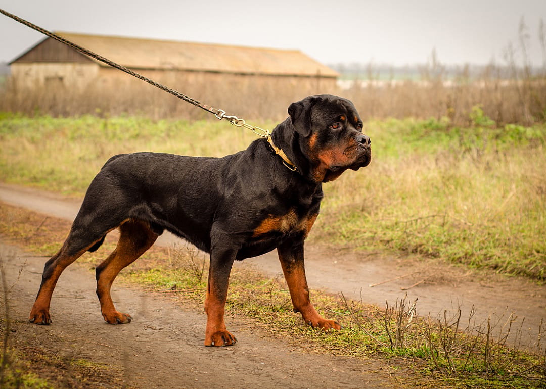 Rottweiler