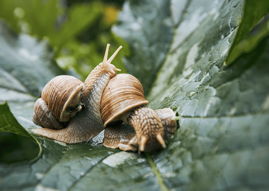 Garden snails wield phalluses from their heads