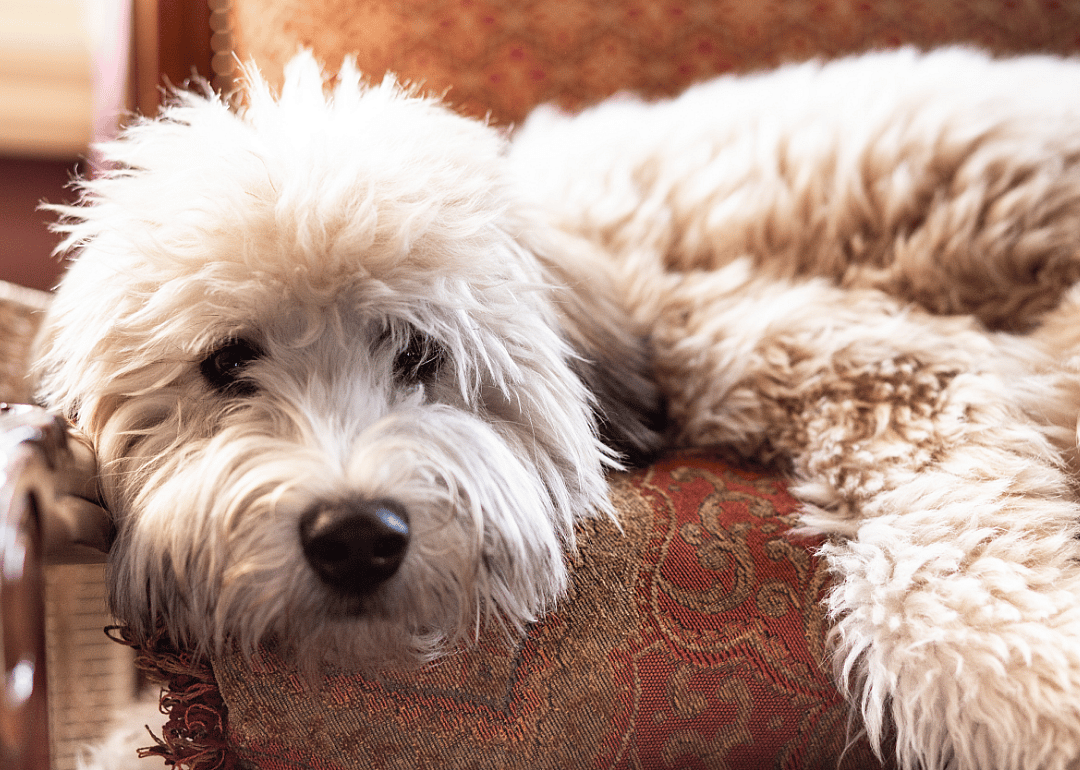 #9. Soft-coated Wheaten terrier