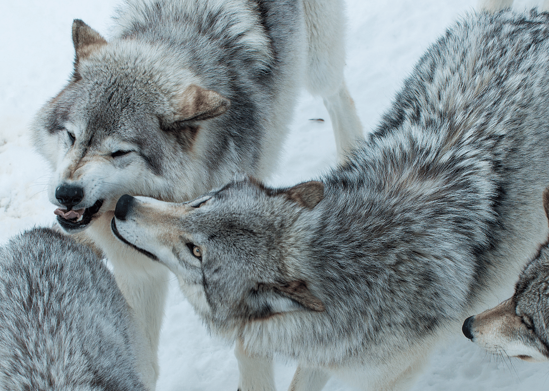 Forgetting the pack lifestyle
