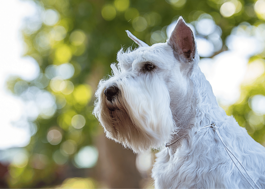 Brain-altering effects of selective breeding