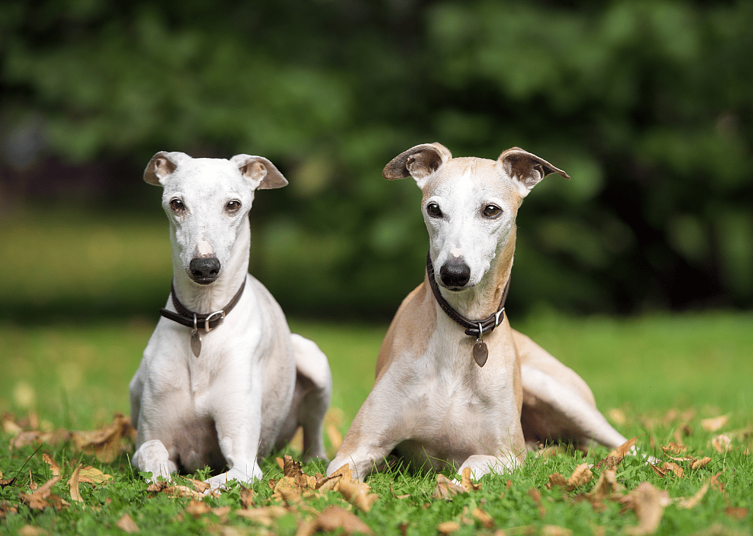 Whippet