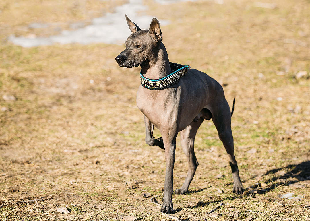 #14. Xoloitzcuintli