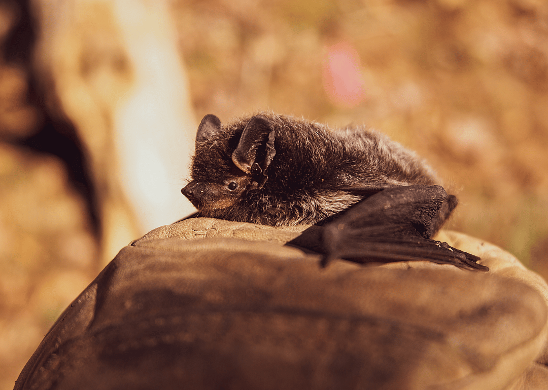 Brown bats sleep for nearly 20 hours every day