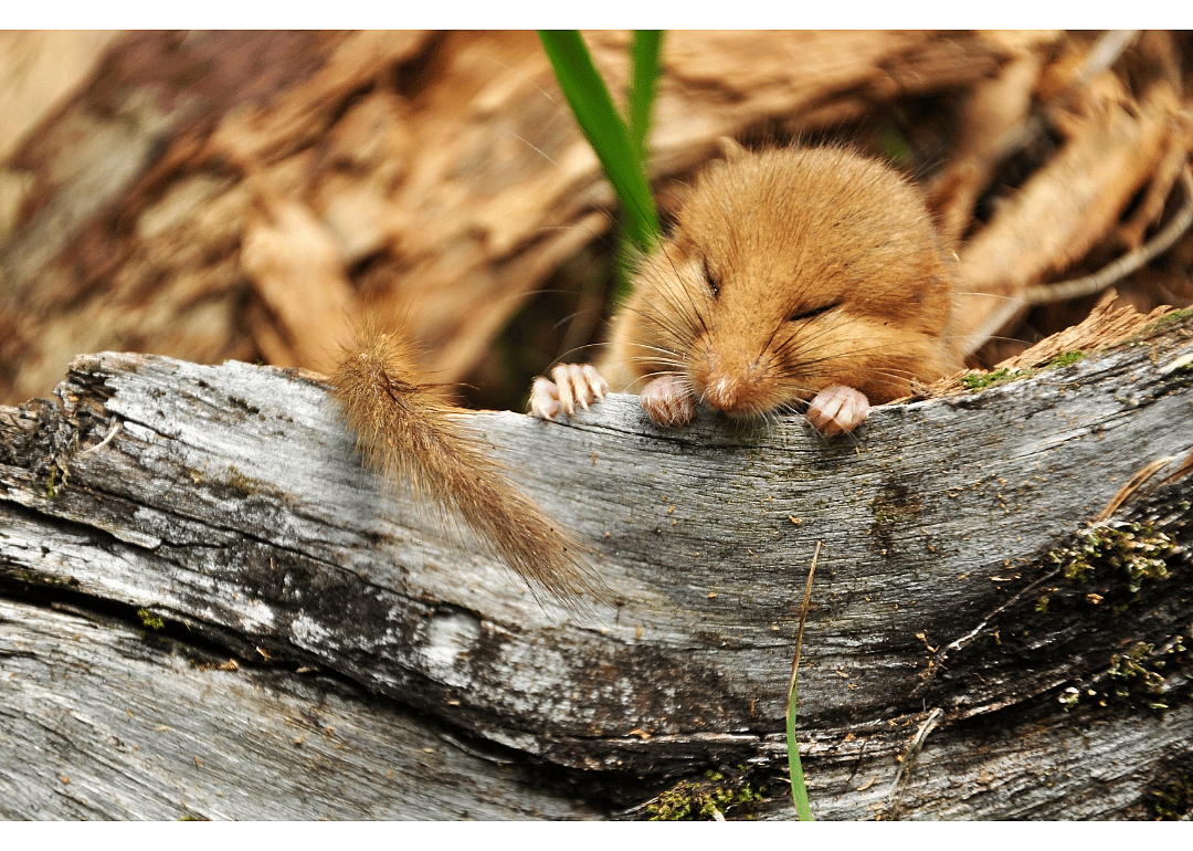 The dormouse can hibernate for 11 months