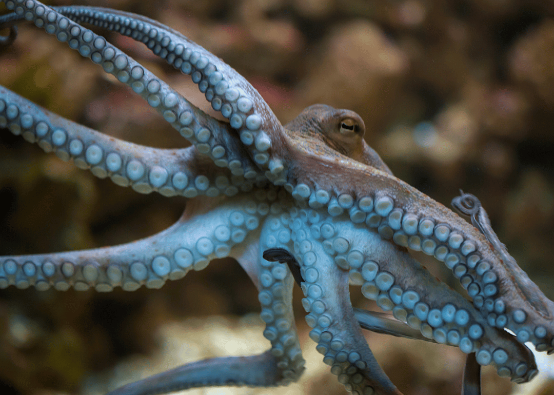 Octopi change color while they sleep