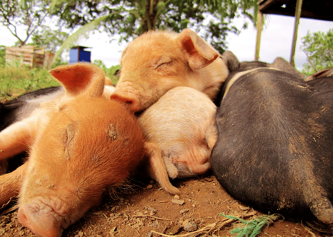 Pigs prefer to sleep nose-to-nose