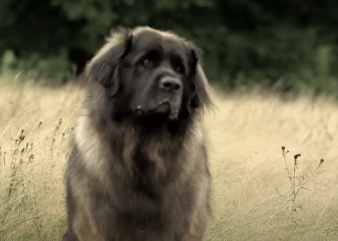 Most consecutive items caught by a dog