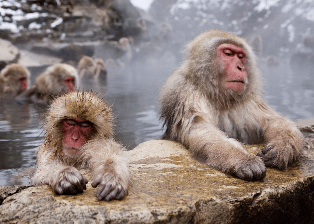 Gathering at the hot springs in Japan
