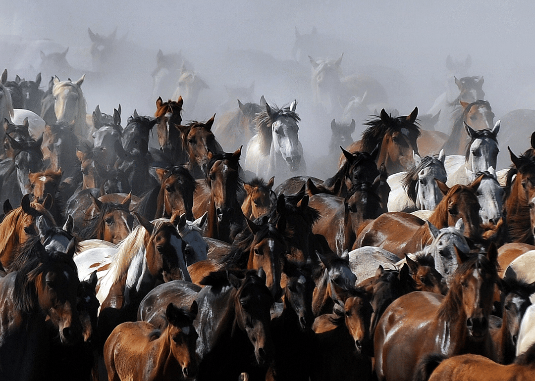 Wild mares of Coto Donana