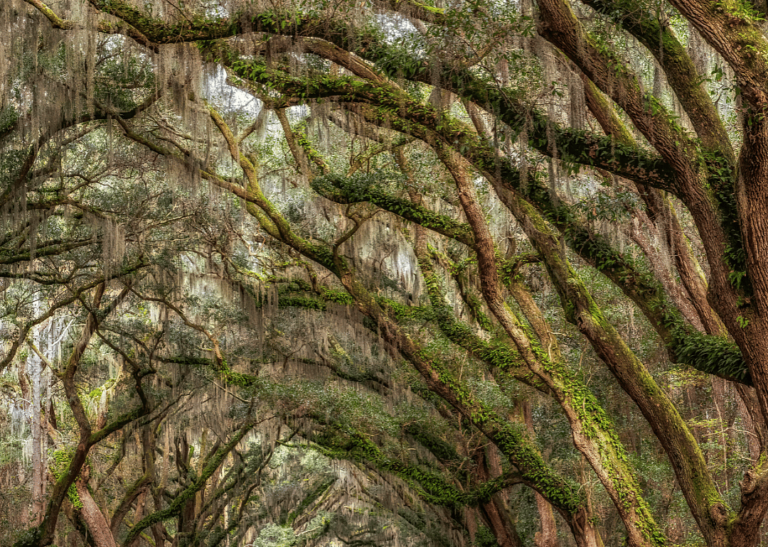 Old growth oak trees in Louisiana