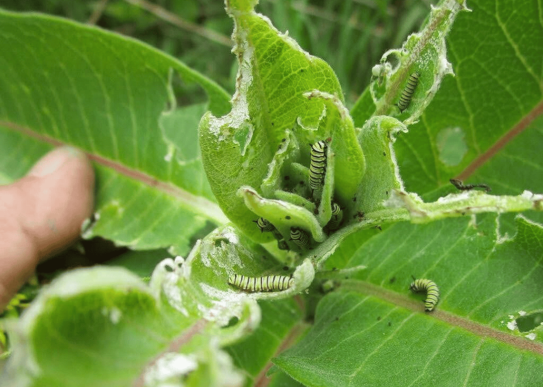 Monarch caterpillar on milkweed