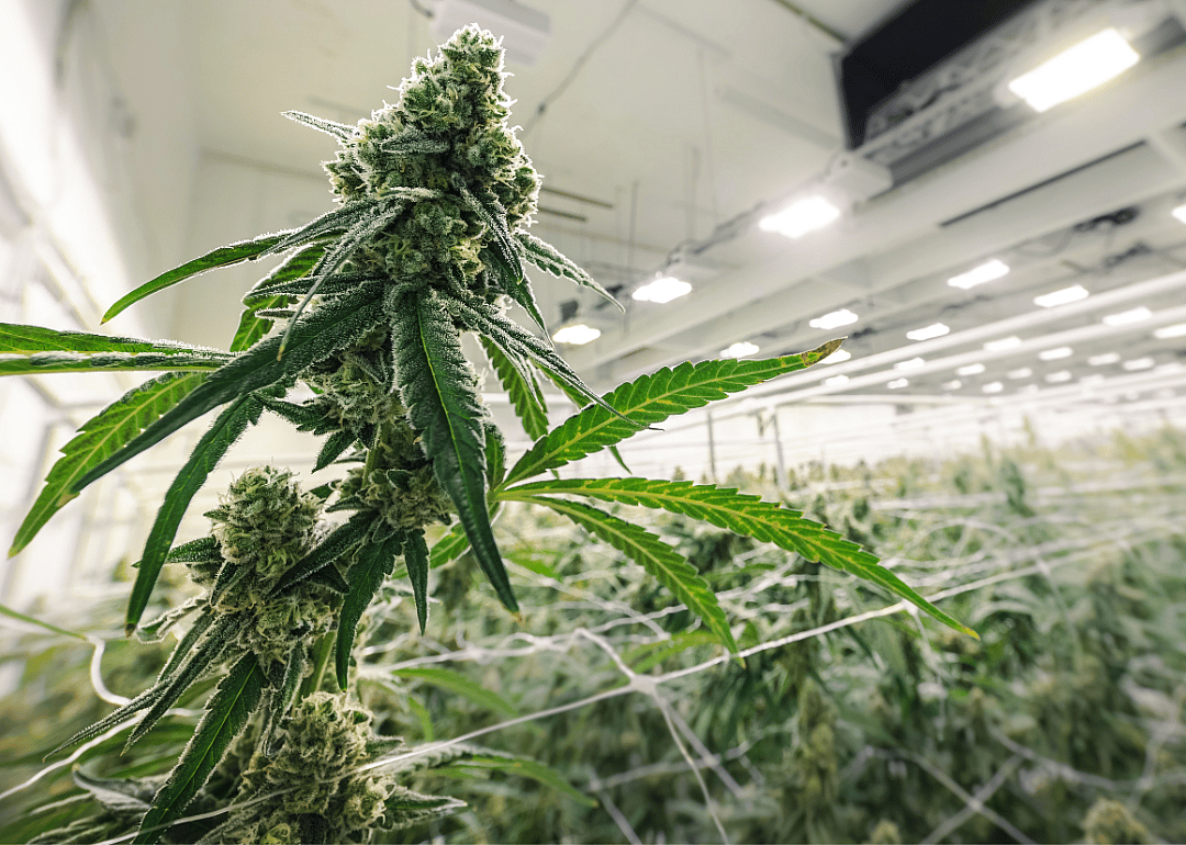 A Cannabis Plant in a brightly lit greenhouse.
