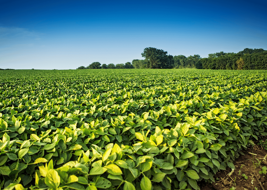 A field of soy bean crops on a farm.