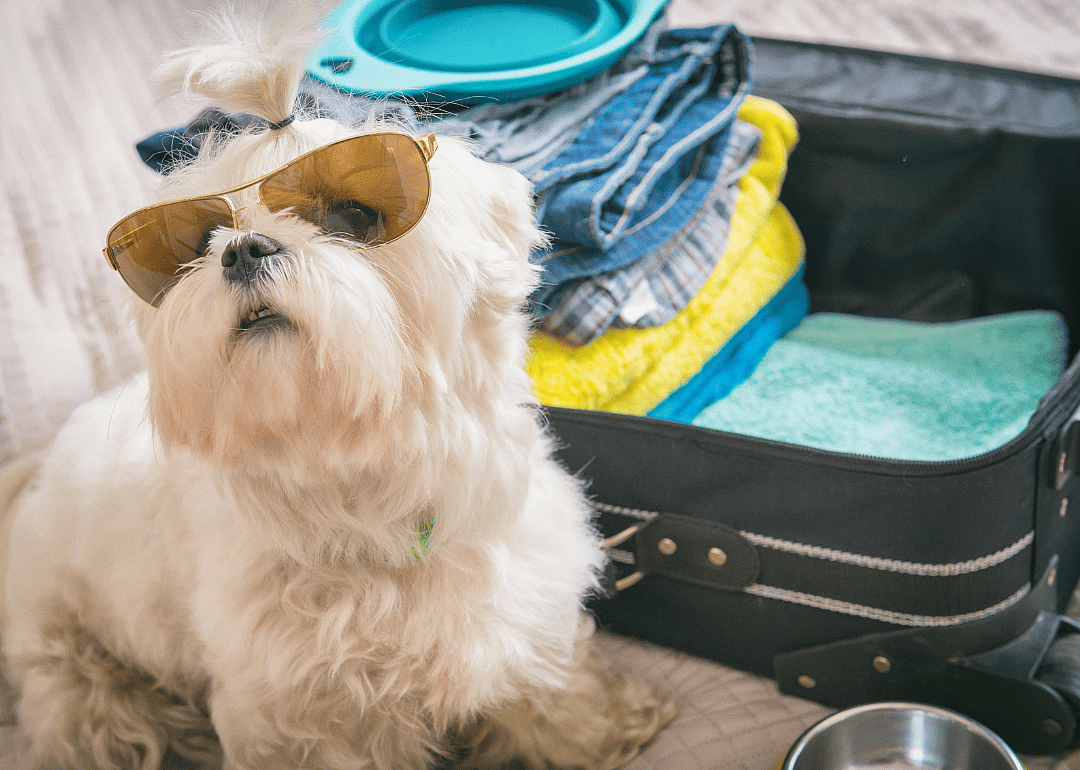 A white fluffy dog wearing sunglasses sitting beside an opened, half-packed suitcase.